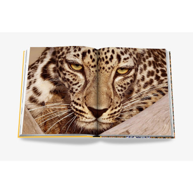 Arabian leopard : treasures of Alula - Assouline Arabian leopard : treasures of Alula - Assouline