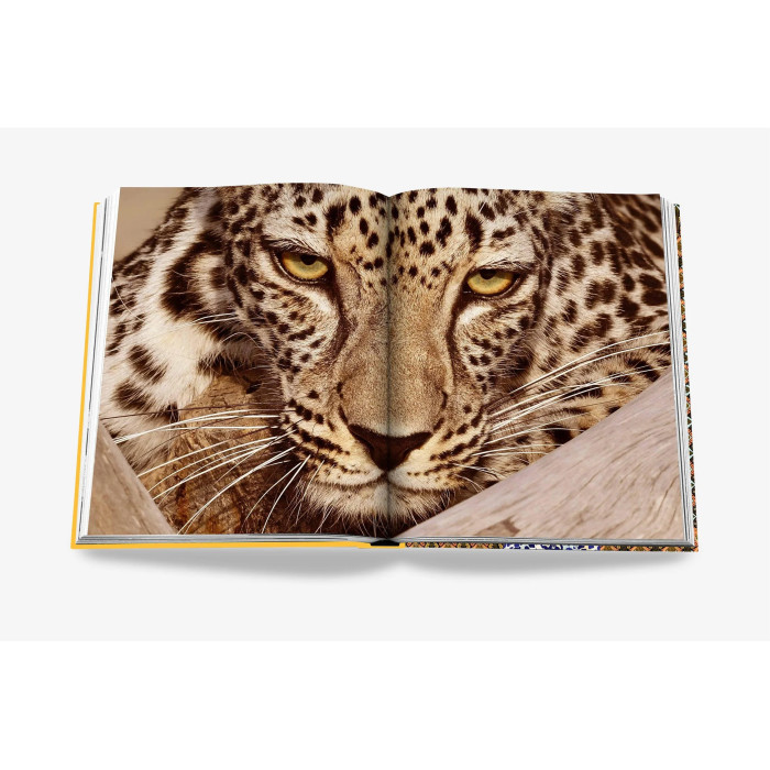 Arabian leopard : treasures of Alula - Assouline