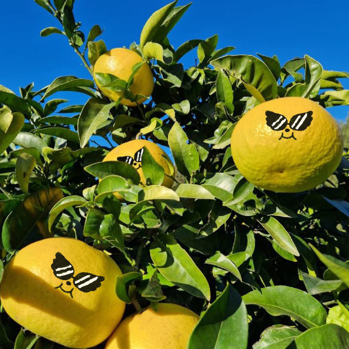 Limoncello - 50cl Limoncello - 50cl