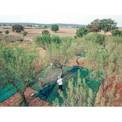 Amaretto Roasted - 70 cl