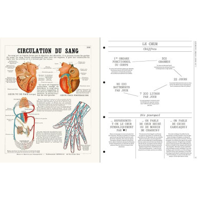 Deyrolle : leçons d'anatomie Deyrolle : leçons d'anatomie