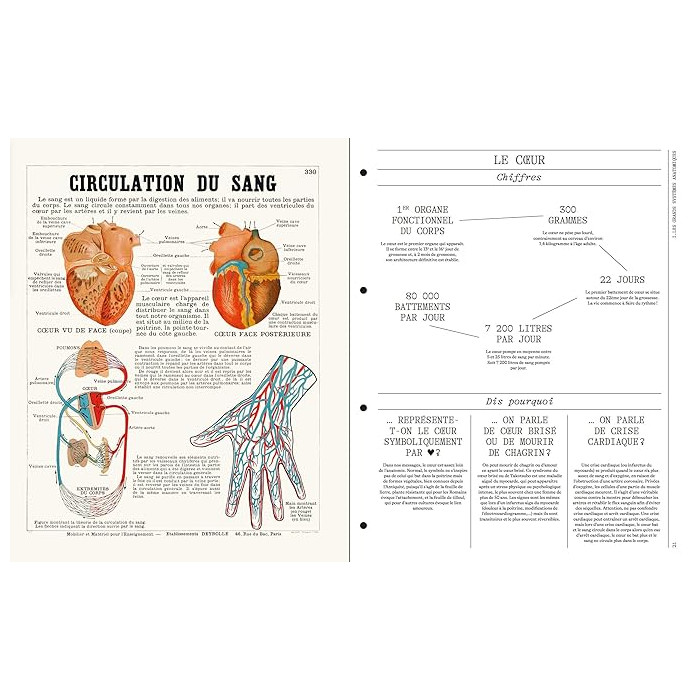 Deyrolle : leçons d'anatomie Deyrolle : leçons d'anatomie