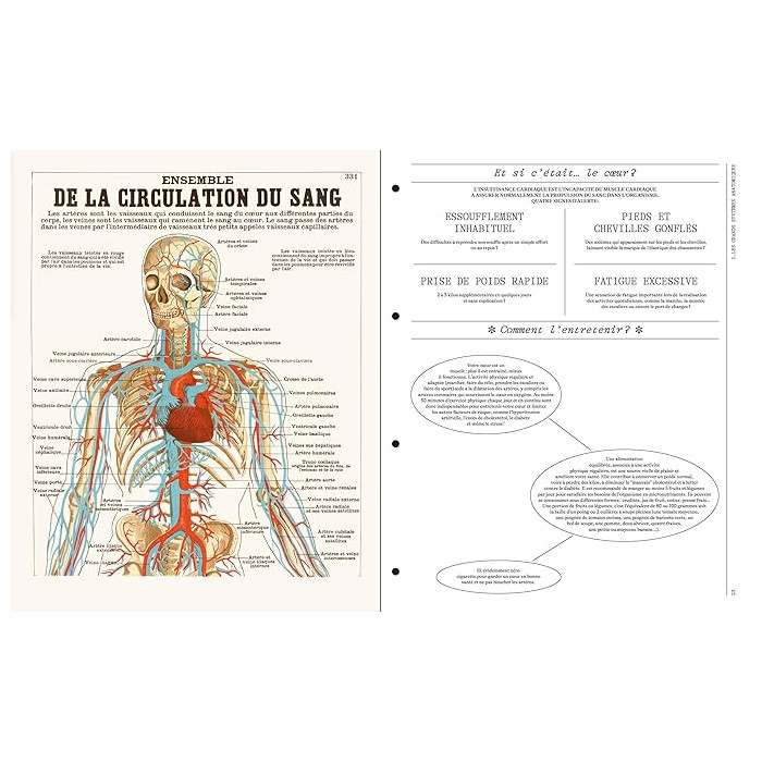 Deyrolle : leçons d'anatomie Deyrolle : leçons d'anatomie