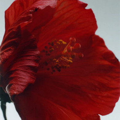 Red Hibiscus Cologne Intense - 100ml