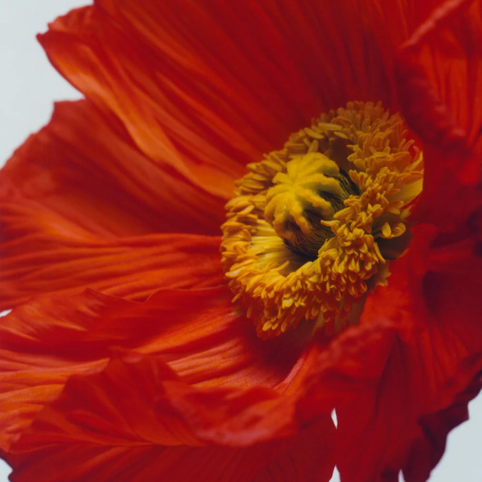 Scarlet Poppy Cologne Intense - 100ml