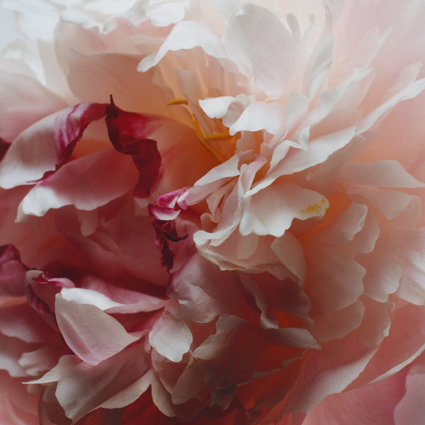 Peony & Blush Suede Cologne - 100ml Peony & Blush Suede Cologne - 100ml