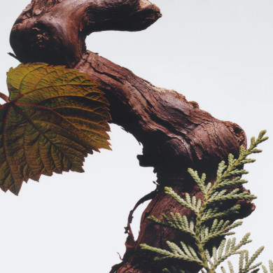 Cypress & Grapevine Cologne Intense - 100ml