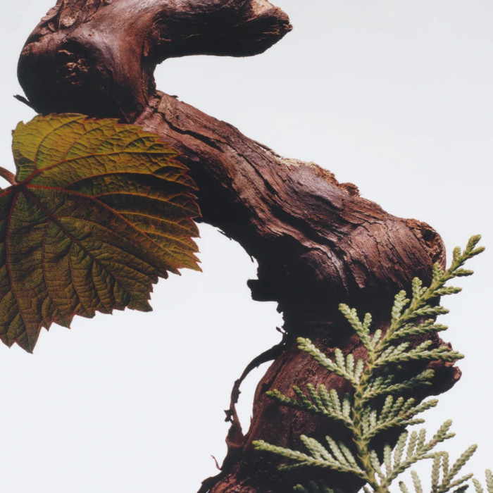 Cypress & Grapevine Cologne Intense - 100ml