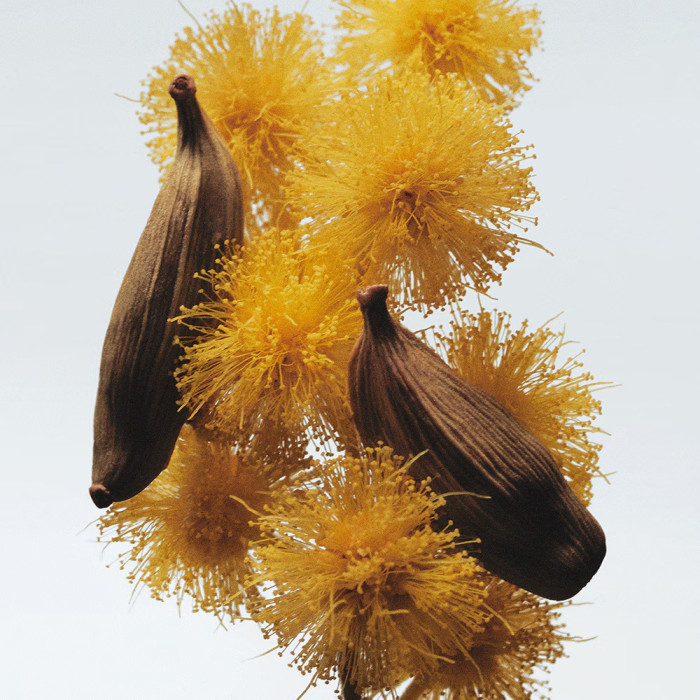 Mimosa & Cardamom Cologne - 100ml