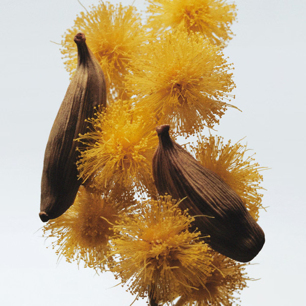 Mimosa & Cardamom Cologne - 100ml