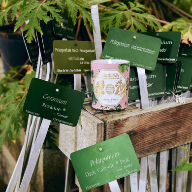 Bougie Géranium