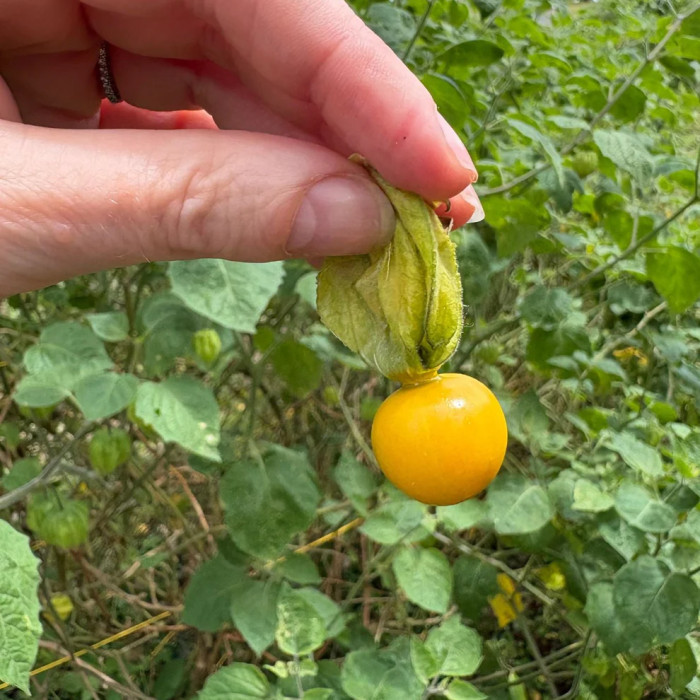 Physalis lyophilisé - Thani