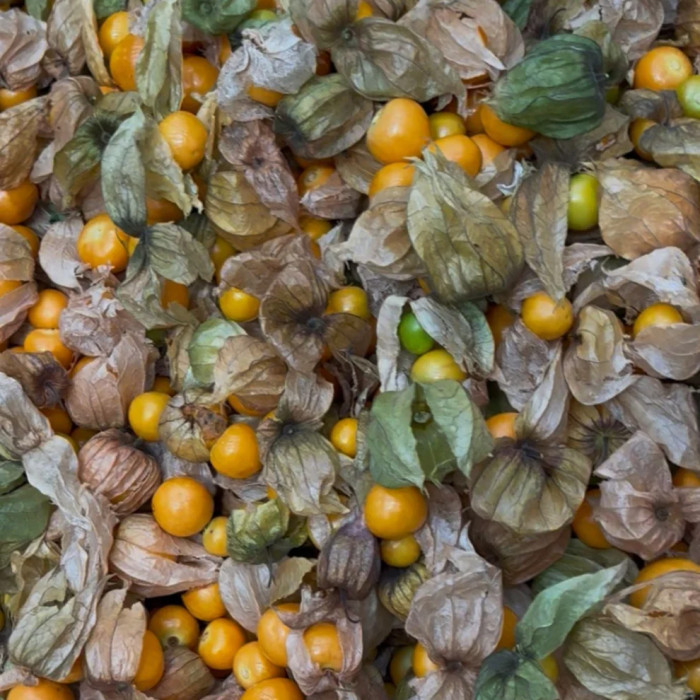 Physalis lyophilisé - Thani