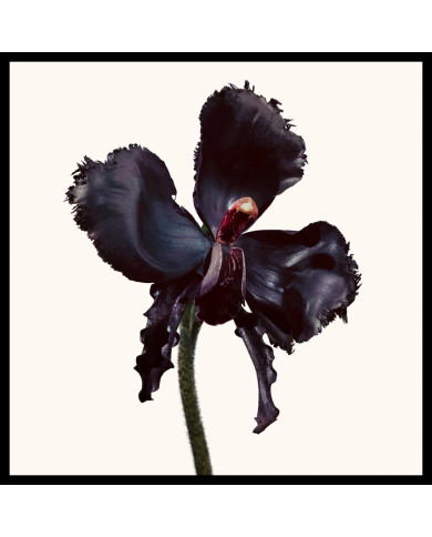 Black Orchid Reserve Parfum 50 ml