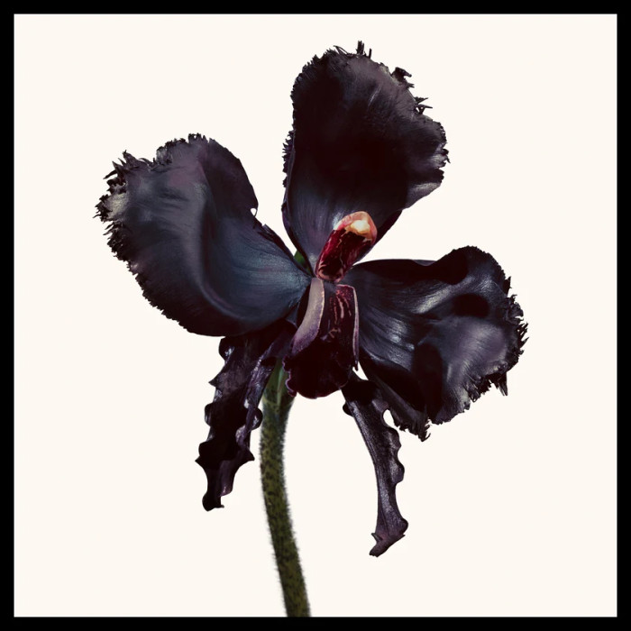 Black Orchid Reserve Parfum 50 ml