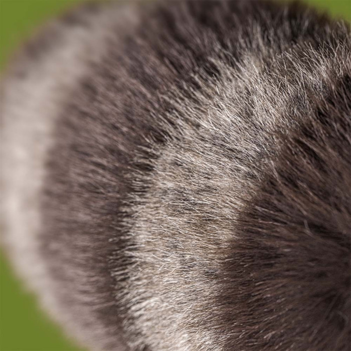 Trixiwoo Raccoon - Jellycat