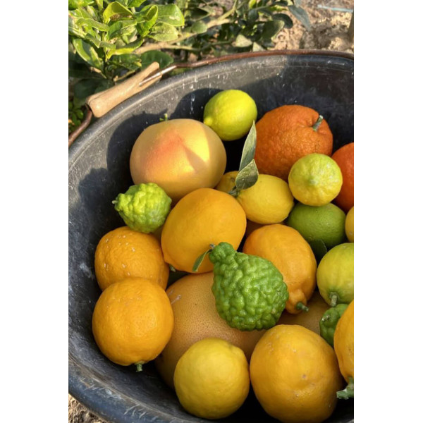 Marmelade 3 agrumes - Lemon Story