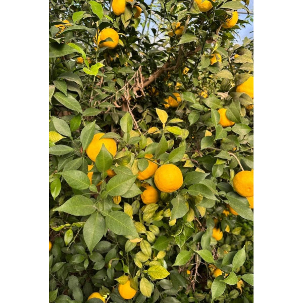 Sel au yuzu 80g - Lemon Story