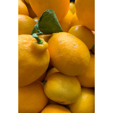 Liqueur Citron Meyer 50cl - Lemon Story