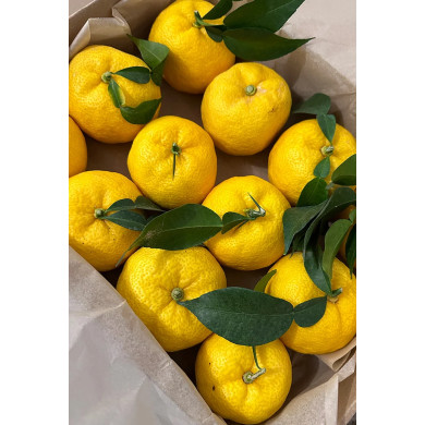 Liqueur Yuzu 50cl - Lemon Story