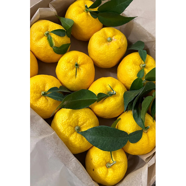 Liqueur Yuzu 50cl - Lemon Story
