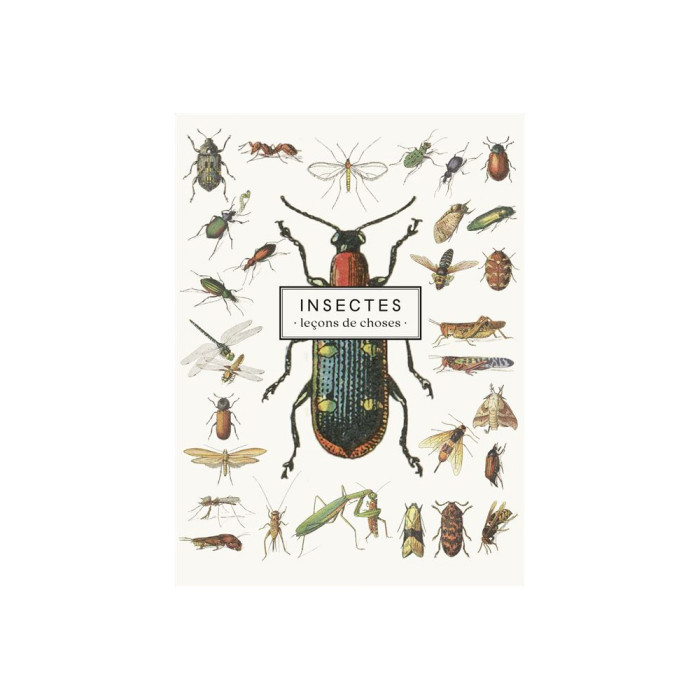 Carnet Insectes - leçons de choses