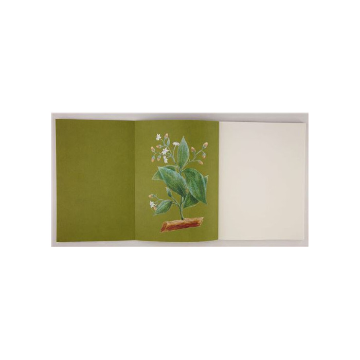 Plantes aromatiques : Galerie de botanique