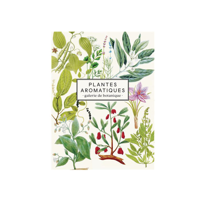 Plantes aromatiques : Galerie de botanique