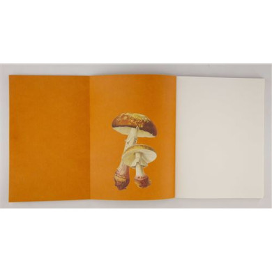 Champignons : Leçons de choses