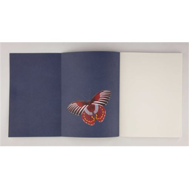 Papillons : Galerie d'entomologie