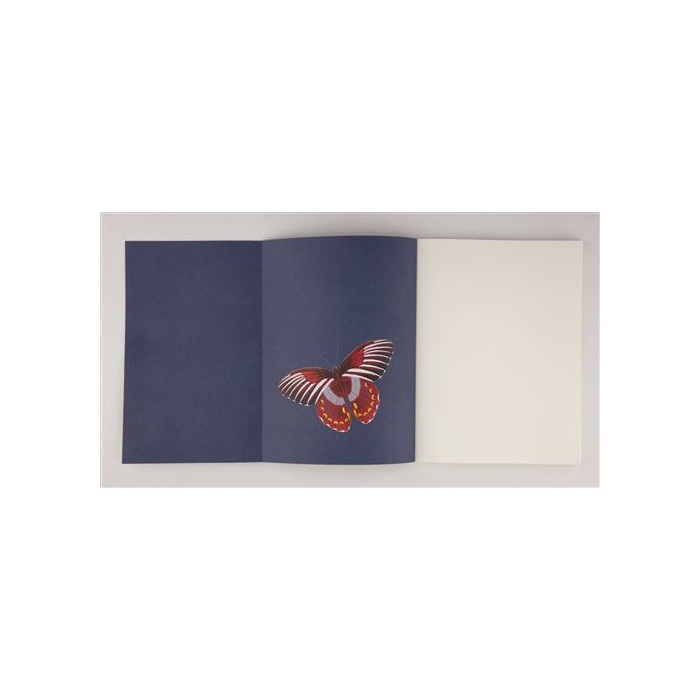 Papillons : Galerie d'entomologie