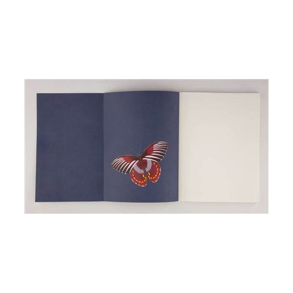Papillons : Galerie d'entomologie